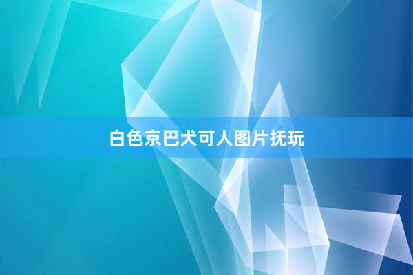白色京巴犬可人图片抚玩